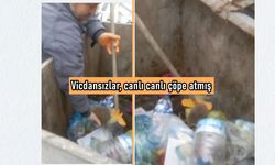Kastamonu’da yürek sızlatan olay: Canlı canlı çöpe atmışlar (görüntülü haber)