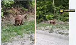 Kastamonu'da ayıyla gülümseten sohbet