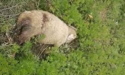 Mahalleli tedirgin: Başıboş köpekler 2 küçükbaş hayvanı telef etti!