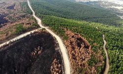 Kastamonu'da yeni yangın yolları açılıyor!
