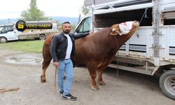 380 bin lirası olan 1 ton kurbanlık ‘Paşa’yı alır!