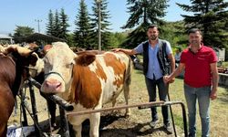 Taşköprü'de Güvenilir Kurbanlık Adresi: Cevdet Keser Besicilik