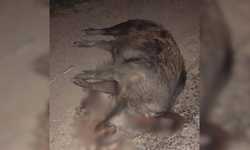 Taşköprü'de otomobil domuza çarptı