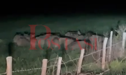 Taşköprü'nün köyünde domuz sürüsü şaşkınlık yarattı