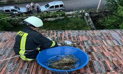 Kastamonu'da fırtınada uçan yavru leylekleri itfaiye kurtardı