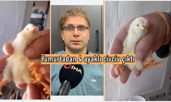 Komşuda ilginç olay: Yumurtadan 4 ayaklı civciv çıktı!