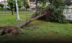 Kastamonu'da ağaç devrildi
