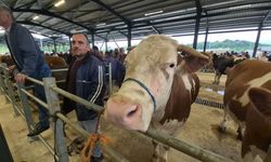 Hareketlilik arttı: Bartın, Kastamonu, Bolu, Zonguldak, Karabük gibi 10 ile hizmet veriyor