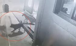 Kastamonu'da sokak köpekleri karavanı parçaladı: Vatandaş korkuyor! (görüntülü haber)