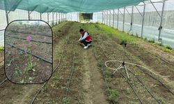 Geliri Yüksek, Talebi Artıyor: Kastamonu’nun İlçesinde Hasadı Yapıldı!