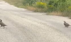 Hanönü Belediye Başkanı Yamalı, doğanın güzelliklerini objektifine yansıttı (görüntülü haber)