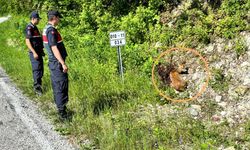 Kastamonu’da Jandarmadan zamanında müdahale: Yaralıydı yeniden hayata döndü