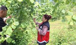 Kahverengi Kokarca’ya Karşı Kastamonu’da Biyolojik Mücadele