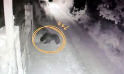 Bu sefer konum Kastamonu değil: Bahçe kapısından bakıp kaçtı!