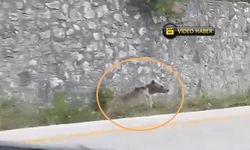 Kastamonu'da boz ayıların gıda arayışı sürüyor!