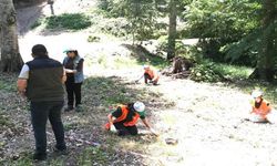 Kastamonu'da ormanlara gençlik aşısı