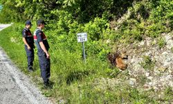 Kastamonu'da 2 karaca yaralı halde bulundu: Koruma altına alındı