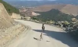 Kastamonu'da ayağı kırık ceylan için ekipler harekete geçti