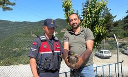 Kastamonu'da yaralı kuşların tedavisi tamamlandı: Doğaya salındılar!