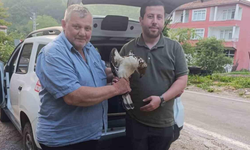 Kastamonu’da Yırtıcı Kuş Koruma Altına Alındı