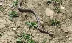 Kastamonu'nun komşu ilinde burunlu engerek görüldü!