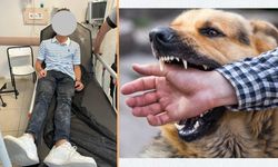 Kastamonu'da başıboş köpek kabusu: Kurye ölümden döndü!