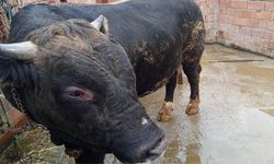 Kastamonu’da dana 4 gündür firarda: Bu kurbanı atlattı!