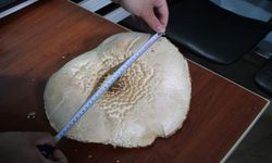 Kastamonu'da dev mantar buldular!