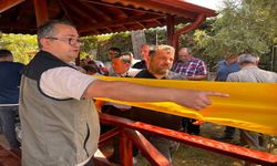 Kastamonu'da kestane ormanlarında sarı mücadele