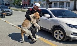 Kastamonu'da sokak köpekleri iğneyle uyutularak toplanıyor