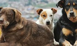 Kastamonu’da sokak köpekleri endişesi: 'İnşallah buradan yanlışlıkla insan geçmez' (görüntülü haber)