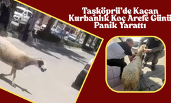 Taşköprü’de Kaçan Kurbanlık Arefe Günü Panik Yarattı