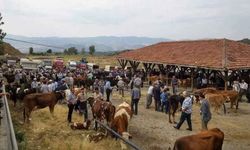 Tosya’da Geçici Kurban Pazarı Kuruluyor! Şap Hastalığı Nedeniyle Önemli Uyarılar