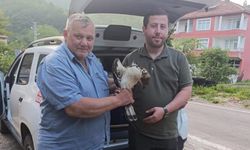 Kastamonu’da yaralı şahin bulundu