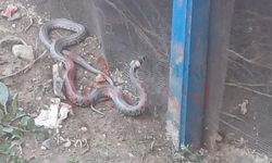 2 metrelik nadir görülen tür Taşköprü'deki lise bahçesinde görüntülendi!