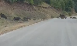 Kastamonu Yolunda Domuz Sürüsü Panik Yarattı