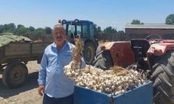 Germeç Sarımsak Pazarı Dikkat Çekti: Küçük Boydan İri Boya Güncel Fiyatlar