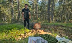 Kastamonu ormanlarında 2025 bol tohum yılı ilan edildi!