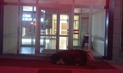 Kastamonu'nun ilçe hastanesi önünde yatan buzağı dikkat çekti