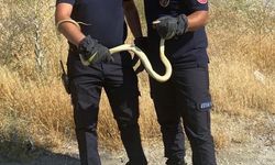 Kastamonu'nun ilçesindeki fabrikada yılan paniği yaşandı!