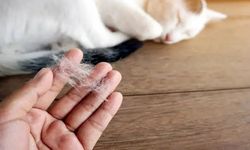 Kedi tüyü can aldı!