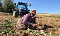 Taşköprü'de tarladan sofraya beyaz altın: Hasat başladı (görüntülü haber)