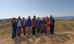 Taşköprü'de gönüllü gençler 'beyaz altın' için ter döktü