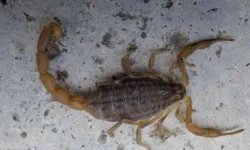 Kastamonu'nun komşu ilinde zehirli akrep paniği!