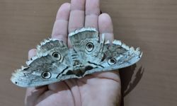 Avrupa’nın en büyük güvesi: Kastamonu’da ender görüntü!