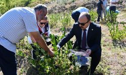 Kastamonu’nun ilçesinde bir ilk: Aronya üretimi başladı, ilk hasat gerçekleşti