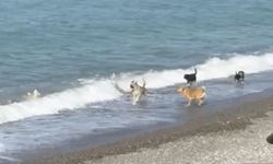 Kastamonu'da sıcaktan bunalan köpekler denizde serinledi