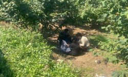 Hasat yolunda korkunç kaza! Traktör devrildi, 8 yaralı