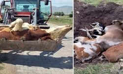 Ölüyorlar! Kastamonu’dan acil müdahale çağrısı: 'Binlerce hayvan telef oldu'