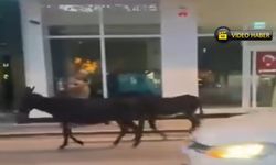 Kastamonu'da firari eşekler şehre indi! (görüntülü haber)
